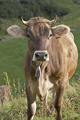 Image showing Cow