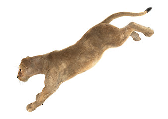 Image showing Female Lion on White