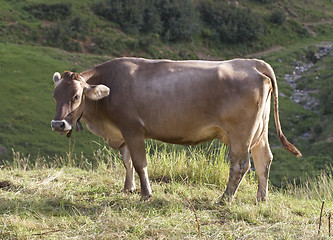 Image showing Cow