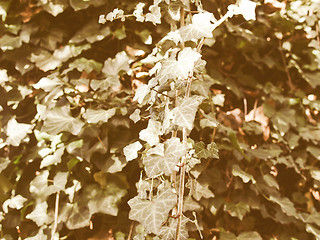 Image showing Retro looking Ivy picture