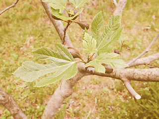 Image showing Retro looking Fig tree leaf