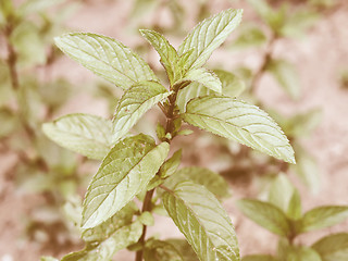 Image showing Retro looking Peppermint