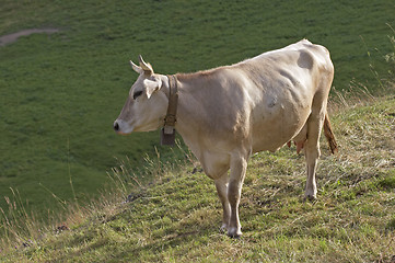 Image showing Cow