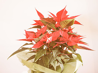 Image showing Retro looking Poinsettia Christmas star