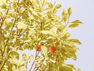 Image showing Retro looking Prunus leaf