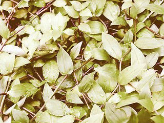 Image showing Retro looking Foliage picture