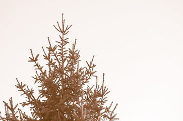 Image showing Retro looking Pine tree
