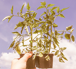 Image showing Retro looking Plug tomato plant