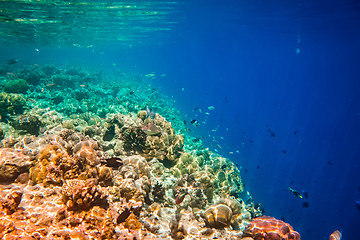 Image showing Tropical Coral Reef.