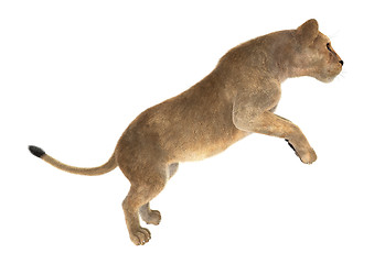 Image showing Female Lion on White