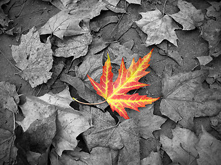 Image showing Bright autumn leaf