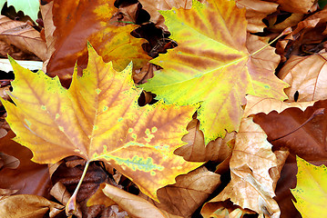 Image showing Bright autumn maple foliage