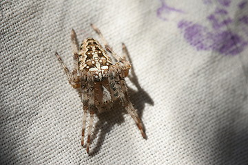 Image showing Spider