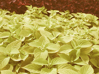 Image showing Retro looking Coleus Nettle plant