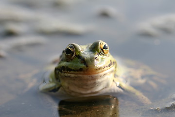 Image showing Pretty Toad