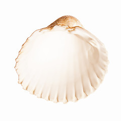 Image showing  Shell picture vintage