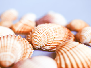 Image showing  Shells vintage