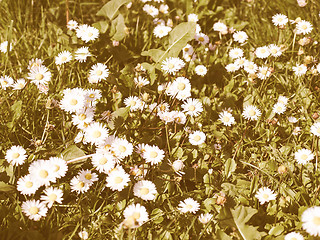 Image showing Retro looking Daisy picture