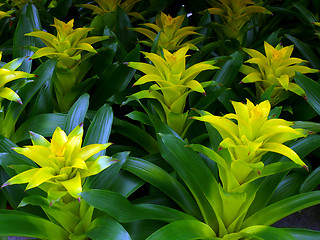 Image showing Guzmania