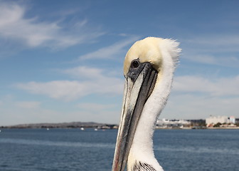 Image showing San Diego Pelican