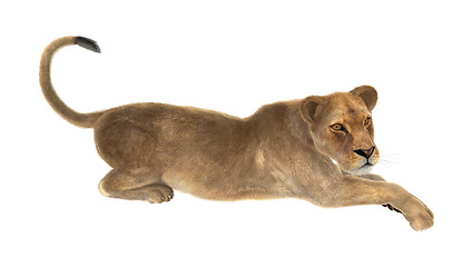 Image showing Female Lion on White