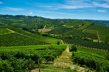 Image showing Chianti vineyard landscape 