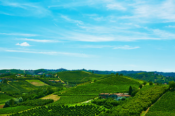 Image showing Chianti vineyard landscape 