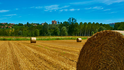 Image showing big roll harvested straw on the mown field 