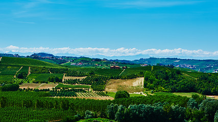 Image showing Chianti vineyard landscape 