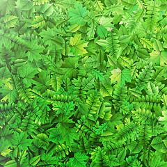 Image showing Green leafs background. EPS 10