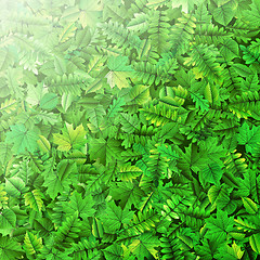 Image showing Green leafs background. EPS 10