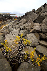 Image showing flower abstract pond water coastline salt in  lanzarote 