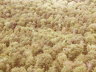 Image showing Retro looking Forest of trees