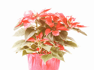 Image showing Retro looking Poinsettia