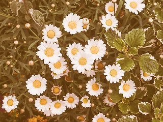 Image showing Retro looking Daisy flower