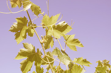 Image showing Retro looking Grapevine vitis