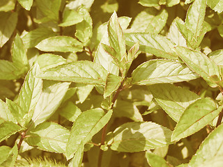 Image showing Retro looking Peppermint
