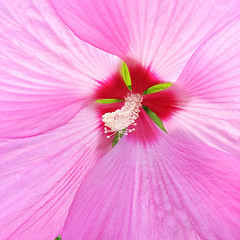 Image showing Beautiful delicate pink hibiscus flower