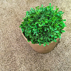 Image showing Green plant on carpet background