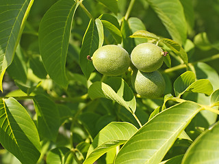 Image showing Fruits of walnut on a branch
