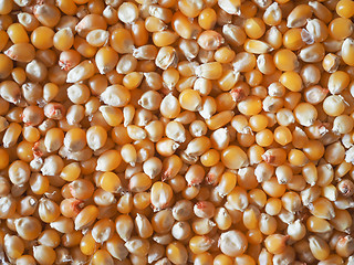 Image showing Pop corn maize