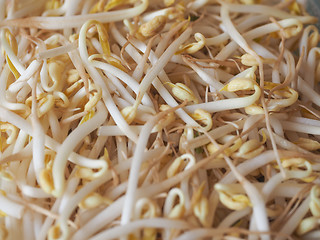 Image showing Mung bean sprouts vegetables