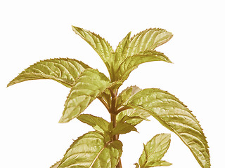 Image showing Retro looking Peppermint