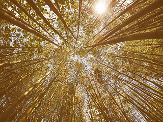 Image showing Retro looking Bamboo tree