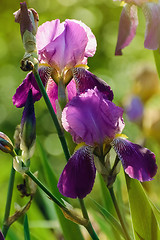 Image showing Blue Irises