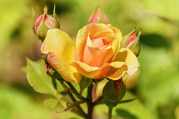 Image showing Rose