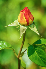 Image showing Rose 