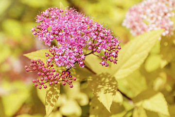 Image showing Japanese Spiraea