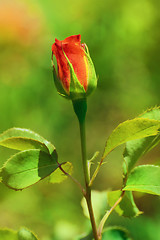 Image showing Rose 