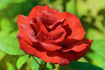 Image showing Rose